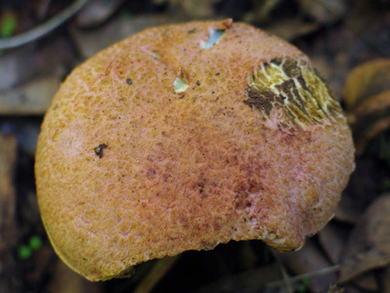 Xerocomus persicolor e armeniacus